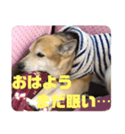 あきまろんがよく使うスタンプ（個別スタンプ：11）