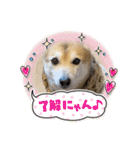 あきまろんがよく使うスタンプ（個別スタンプ：16）