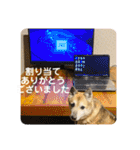 あきまろんがよく使うスタンプ（個別スタンプ：19）