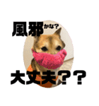 あきまろんがよく使うスタンプ（個別スタンプ：23）