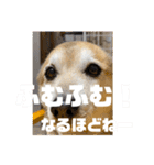 あきまろんがよく使うスタンプ（個別スタンプ：25）