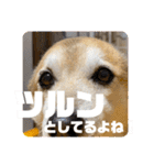 あきまろんがよく使うスタンプ（個別スタンプ：27）