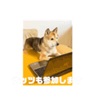 あきまろんがよく使うスタンプ（個別スタンプ：28）