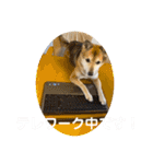あきまろんがよく使うスタンプ（個別スタンプ：29）
