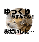 あきまろんがよく使うスタンプ（個別スタンプ：31）