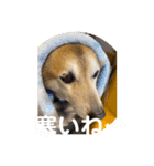 あきまろんがよく使うスタンプ（個別スタンプ：34）