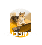 あきまろんがよく使うスタンプ（個別スタンプ：35）
