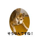 あきまろんがよく使うスタンプ（個別スタンプ：36）