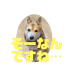 あきまろんがよく使うスタンプ（個別スタンプ：38）