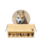 あきまろんがよく使うスタンプ（個別スタンプ：40）