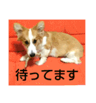 うめさんとお話し（個別スタンプ：31）