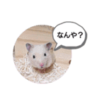 ハムスターくまきちの日常（個別スタンプ：6）