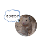 ハムスターくまきちの日常（個別スタンプ：7）