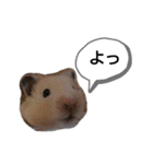ハムスターくまきちの日常（個別スタンプ：13）
