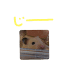 ハムスターくまきちの日常（個別スタンプ：14）