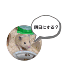 ハムスターくまきちの日常（個別スタンプ：21）