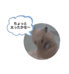 ハムスターくまきちの日常（個別スタンプ：22）