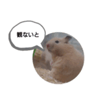 ハムスターくまきちの日常（個別スタンプ：23）