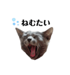 ロシアンブルーのねこちゃそ（個別スタンプ：3）