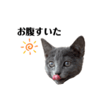 ロシアンブルーのねこちゃそ（個別スタンプ：4）