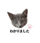ロシアンブルーのねこちゃそ（個別スタンプ：5）