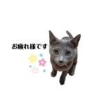 ロシアンブルーのねこちゃそ（個別スタンプ：8）