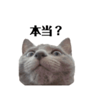 ロシアンブルーのねこちゃそ（個別スタンプ：13）