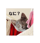ロシアンブルーのねこちゃそ（個別スタンプ：19）