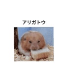 ハムスターのボブ 2（個別スタンプ：1）