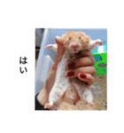 ハムスターのボブ 2（個別スタンプ：4）
