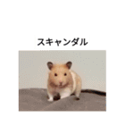 ハムスターのボブ 2（個別スタンプ：6）