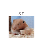 ハムスターのボブ 2（個別スタンプ：7）