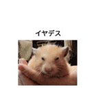ハムスターのボブ 2（個別スタンプ：8）