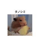 ハムスターのボブ 2（個別スタンプ：9）