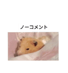 ハムスターのボブ 2（個別スタンプ：10）