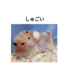 ハムスターのボブ 2（個別スタンプ：11）