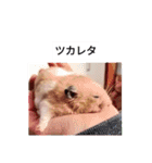 ハムスターのボブ 2（個別スタンプ：12）