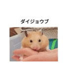 ハムスターのボブ 2（個別スタンプ：13）