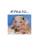 ハムスターのボブ 2（個別スタンプ：15）