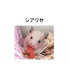 ハムスターのボブ 2（個別スタンプ：16）