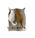 猫 ここ＆なっつ 挨拶編（個別スタンプ：1）
