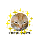 猫 ここ＆なっつ 挨拶編（個別スタンプ：2）