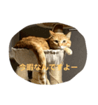 猫 ここ＆なっつ 挨拶編（個別スタンプ：5）