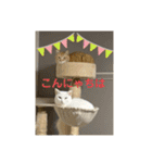 猫 ここ＆なっつ 挨拶編（個別スタンプ：6）