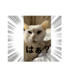 猫 ここ＆なっつ 挨拶編（個別スタンプ：7）