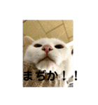猫 ここ＆なっつ 挨拶編（個別スタンプ：8）