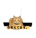 猫 ここ＆なっつ 挨拶編（個別スタンプ：9）