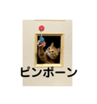 猫 ここ＆なっつ 挨拶編（個別スタンプ：10）