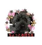 猫 ここ＆なっつ 挨拶編（個別スタンプ：12）