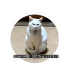 猫 ここ＆なっつ 挨拶編（個別スタンプ：13）
